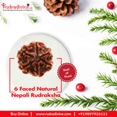 06 Mukhi / Faced Natural Nepali Rudraksha Beads Collector